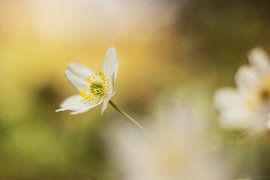 Bosanemoon von Janka Kucerova