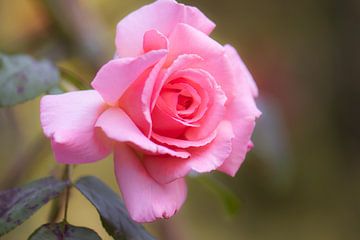 rosa Romanze von Tania Perneel