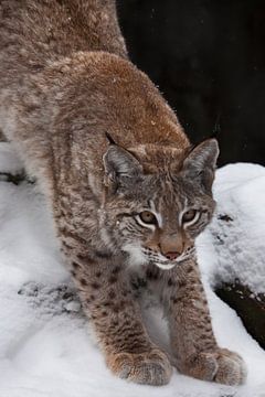 Schlanke Waldkatze Luchs streckt sich anmutig auf dem Hintergrund des Schnees und bereitet sich auf  von Michael Semenov
