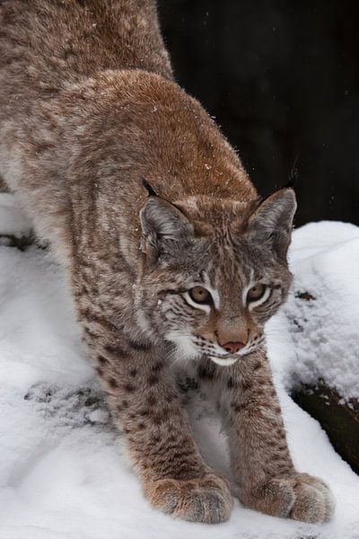 Slanke boskattenlynx strekt zich sierlijk uit, bereidt zich voor om te springen, op de achtergrond v van Michael Semenov