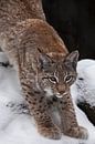 Slanke boskattenlynx strekt zich sierlijk uit, bereidt zich voor om te springen, op de achtergrond v van Michael Semenov thumbnail