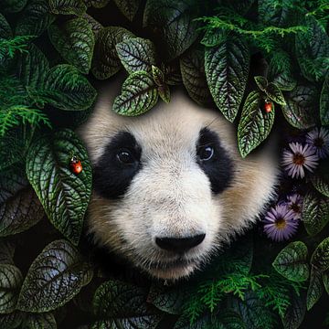 Un panda curieux sur Bert Hooijer