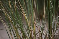 Marram grass on Dutch beach dune