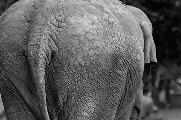Elefant von Marcel Kerdijk