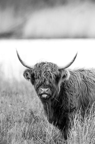 Schottischer Highlander (stehend)