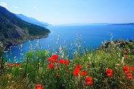 Poppies on the Coast in Croatia by Thomas Zacharias thumbnail