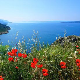 Mohnblumen an der Küste in Kroatien von Thomas Zacharias