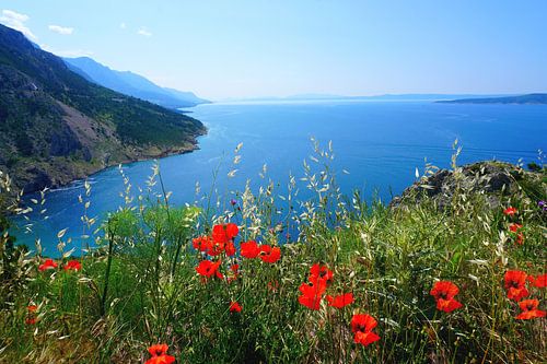 Mohnblumen an der Küste in Kroatien