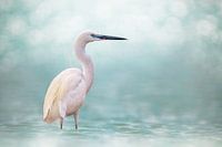 Reef Heron