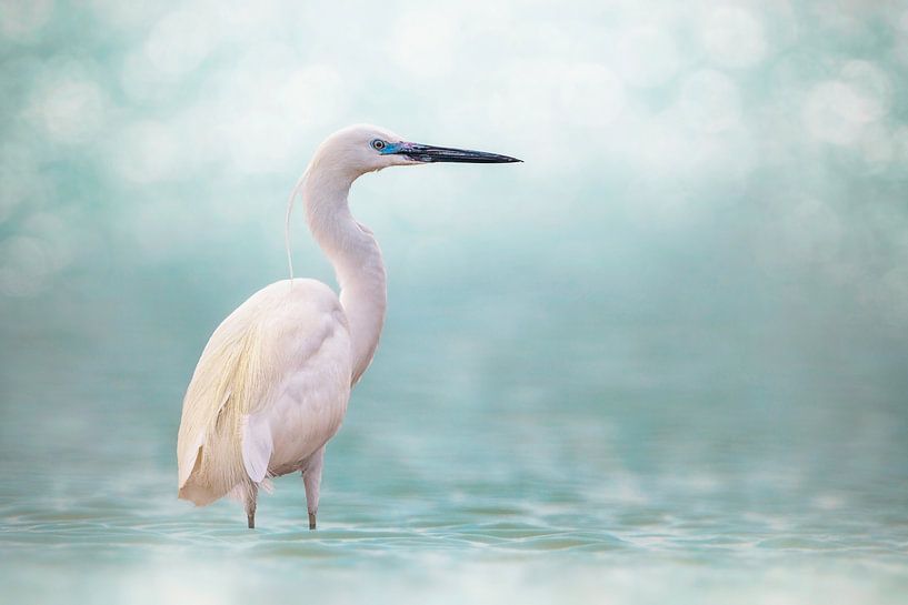 Reef Heron by Sina Pezeshki