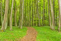 Coastal forest on the island Ruegen