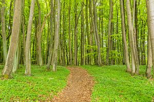 Küstenwald auf der Insel Rügen