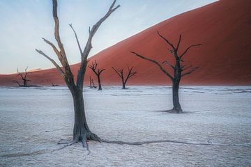 De begraafplaats van dood hout van Loris Photography