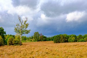 Storm clouds over a heathland and forest on the Lemelerberg