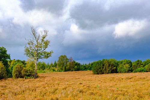 Stormwolken boven heide en bos op de Lemelerberg