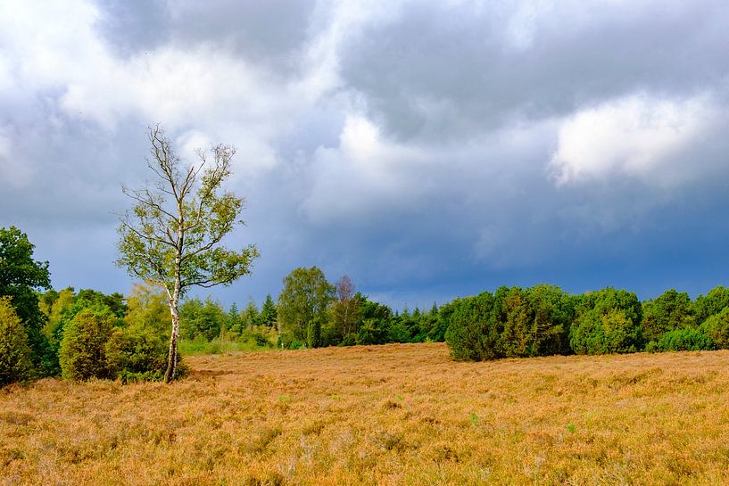Storm clouds over a heathland and forest on the Lemelerberg by Sjoerd van der Wal Photography