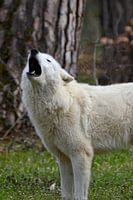 Weißer Alaska-Tundrawolf heult