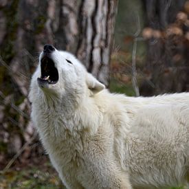 Le loup blanc de la toundra d'Alaska hurle sur UMWELTBILD Kurt Möbus