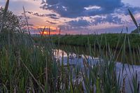 tussen het riet