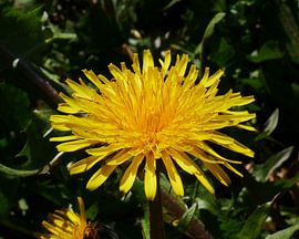 nur eine violette Blume von Wim vd Neut