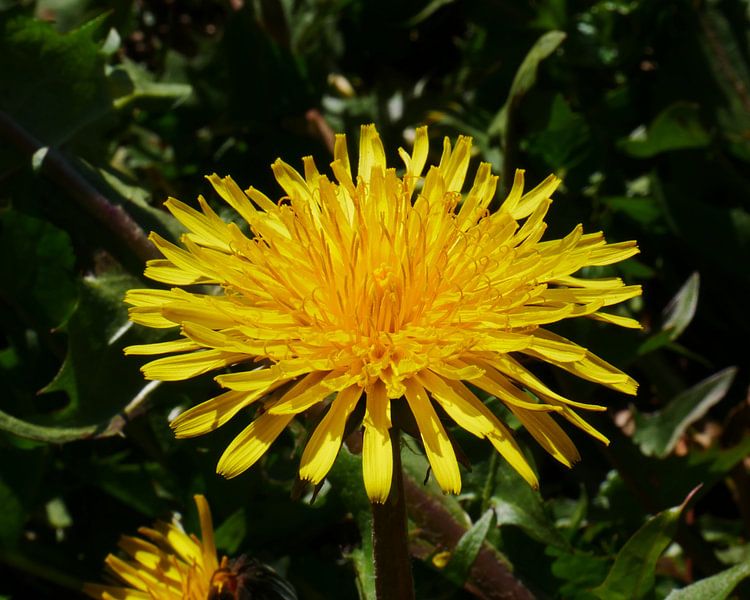 just a purple flower by Wim vd Neut