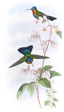 Costa-Crican zoemende vogel, John Gould van Hummingbirds
