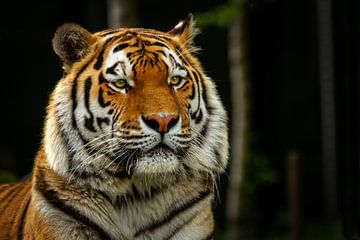 Close up Bengaalse tijger van Dennis Schaefer
