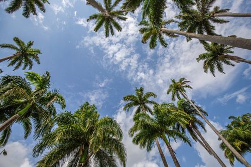 l'Allée Dumanoir, palmenlaan in het Caribisch gebied op Guadeloupe