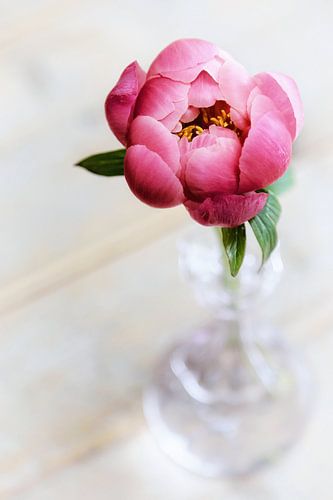 Peony 