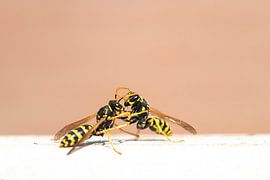 Socialisation sur Antoine Deleij