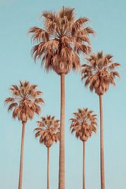 Five palm trees against a light blue sky by Dante S
