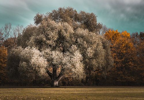 Majestueuze solitaire boom: herfst in de Engelse tuin, München