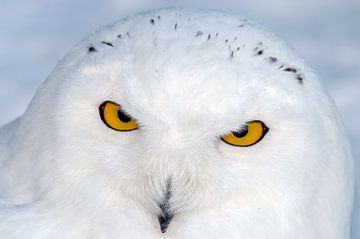 Uil, Sneeuwuil van Paul van Gaalen, natuurfotograaf