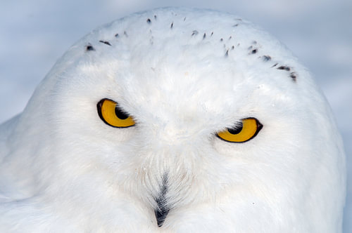 Uil, Sneeuwuil