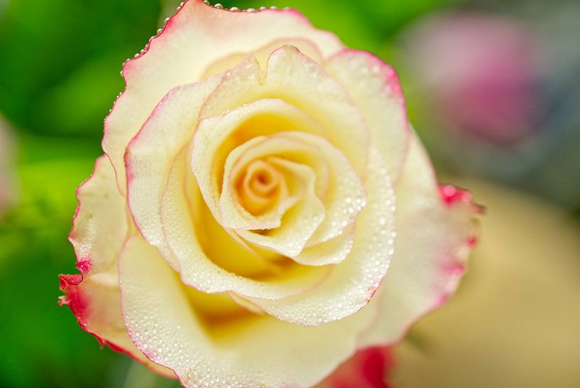 Cherry Sorbet Rose Macro by Iris Holzer Richardson