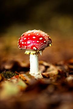 Fly agaric by Richard Nell