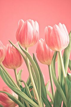 Pink bunch of tulips on pink background