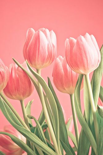 Pink bunch of tulips on pink background
