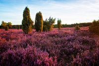 Spätsommer in der Heide | Nazomer op de heide