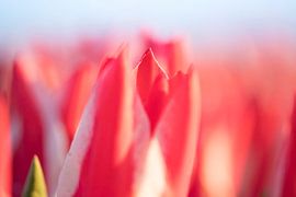 Tulips from the North, Garsthuizen by Ronnie Schuringa