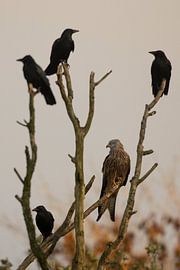 Cerf-volant rouge dans l'arbre entre les corbeaux sur Jeroen Stel