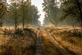 Ochtendfoto met mooie lichtval en nevel op Kroondomeinen van Rein van Vemde