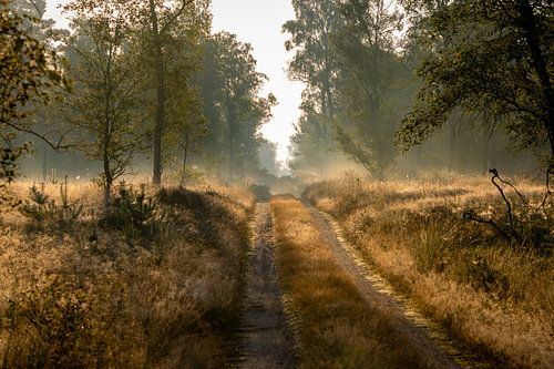 Morning photo with beautiful light and haze on Crown Estates