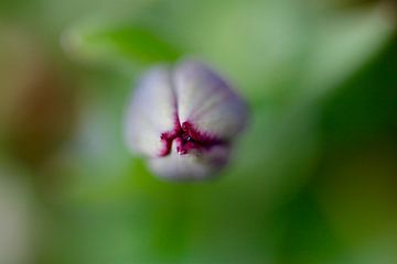 Macro van tulp met water druppels bovenaanzicht van Klik! Images