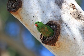 Geschubdborstlibel (Trichoglossus chlorolepidotus), koninginl van Frank Fichtmüller