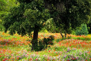 Bloemenweide op Mallorca
