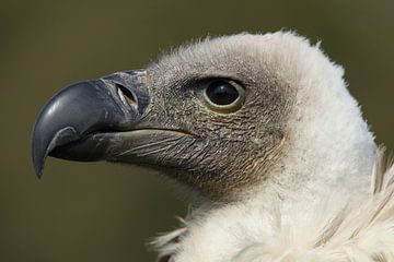 Weißrückengeier (Gyps africanus) von Ronald Pol