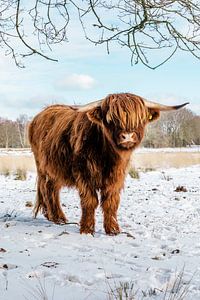 Schottische Highlander-Kuh im Schnee vertikal