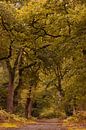 Herfstbos van Moetwil en van Dijk - Fotografie thumbnail