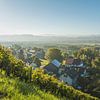 Vignoble avec vue sur l'Alpstein sur Conny Pokorny
